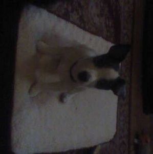 Meet your Posher, Joyce